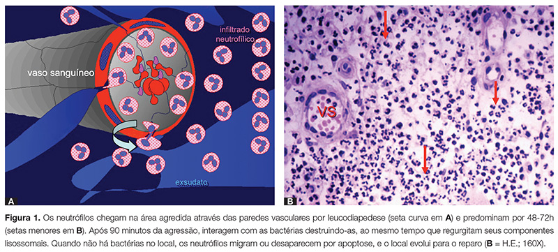 endo_v03_n03_10fig01