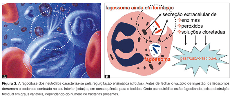 endo_v03_n03_10fig02