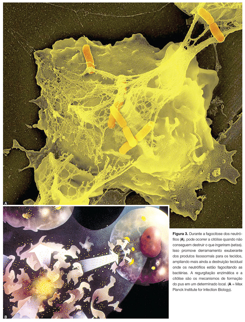 endo_v03_n03_10fig03