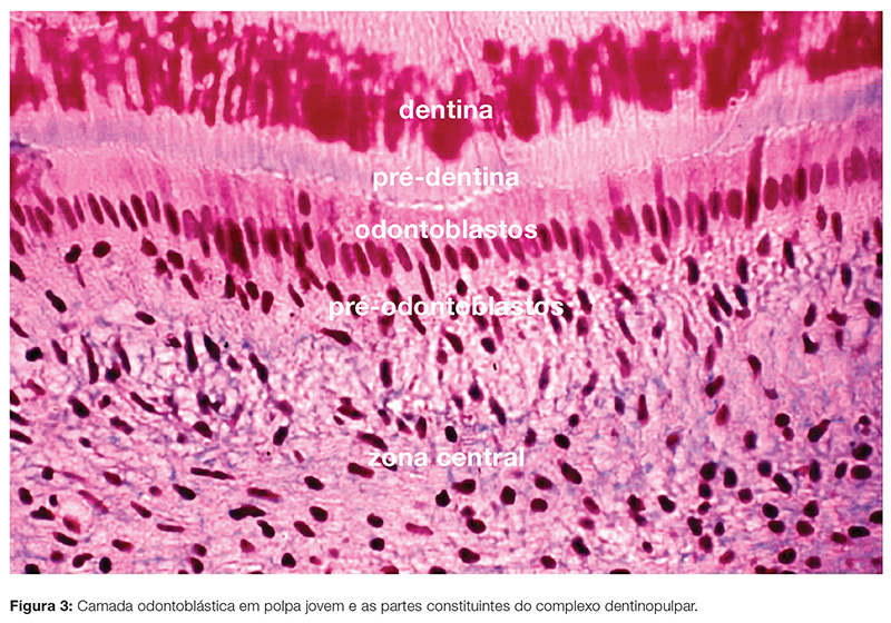 clinica_v12_n06_102fig03